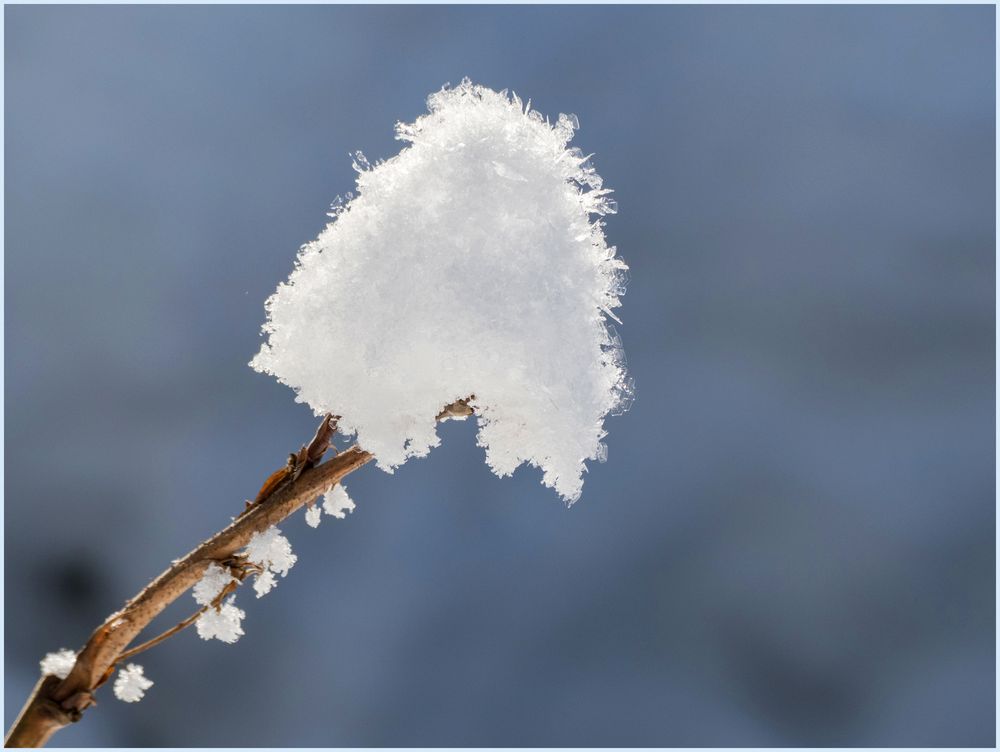 Schneeblümchen