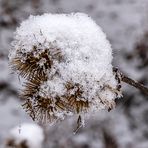 Schneeblümchen