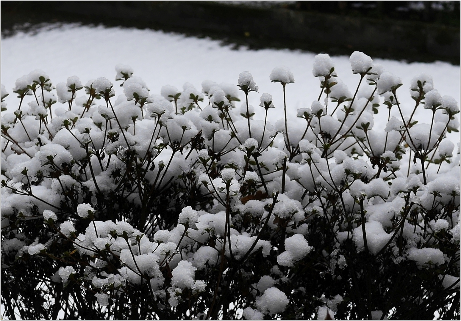 Schneeblümlis