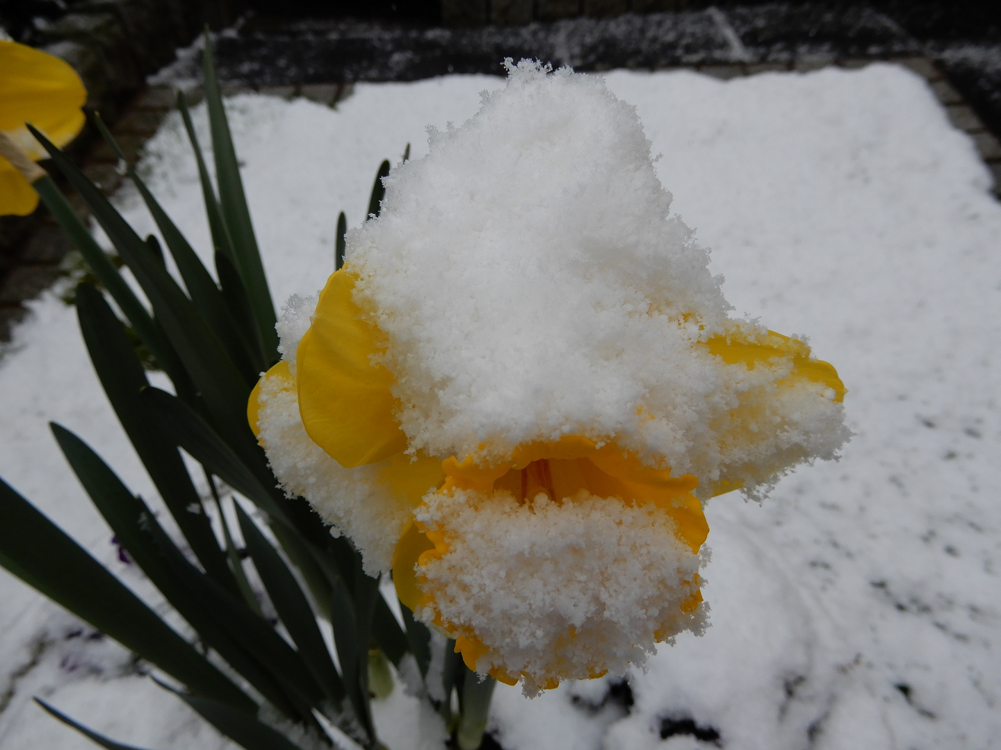 Schneeblüte