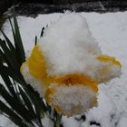 Schneeblüte