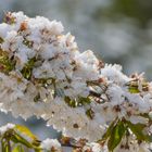 Schneeblüte