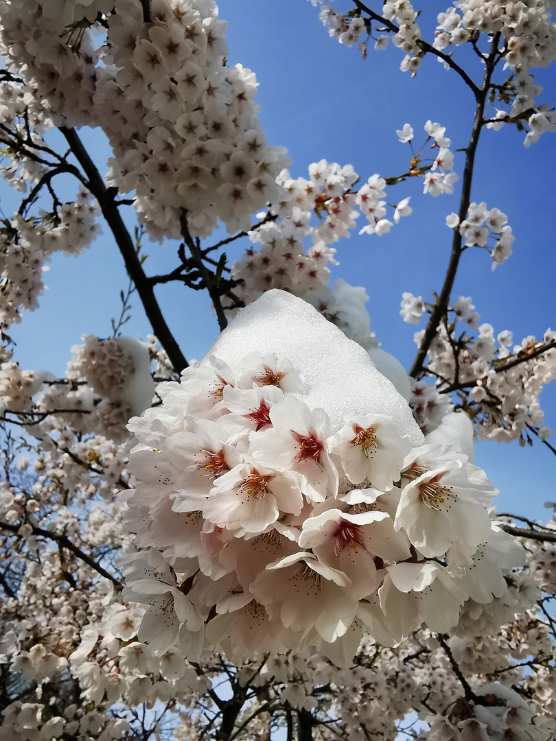 Schneeblüte