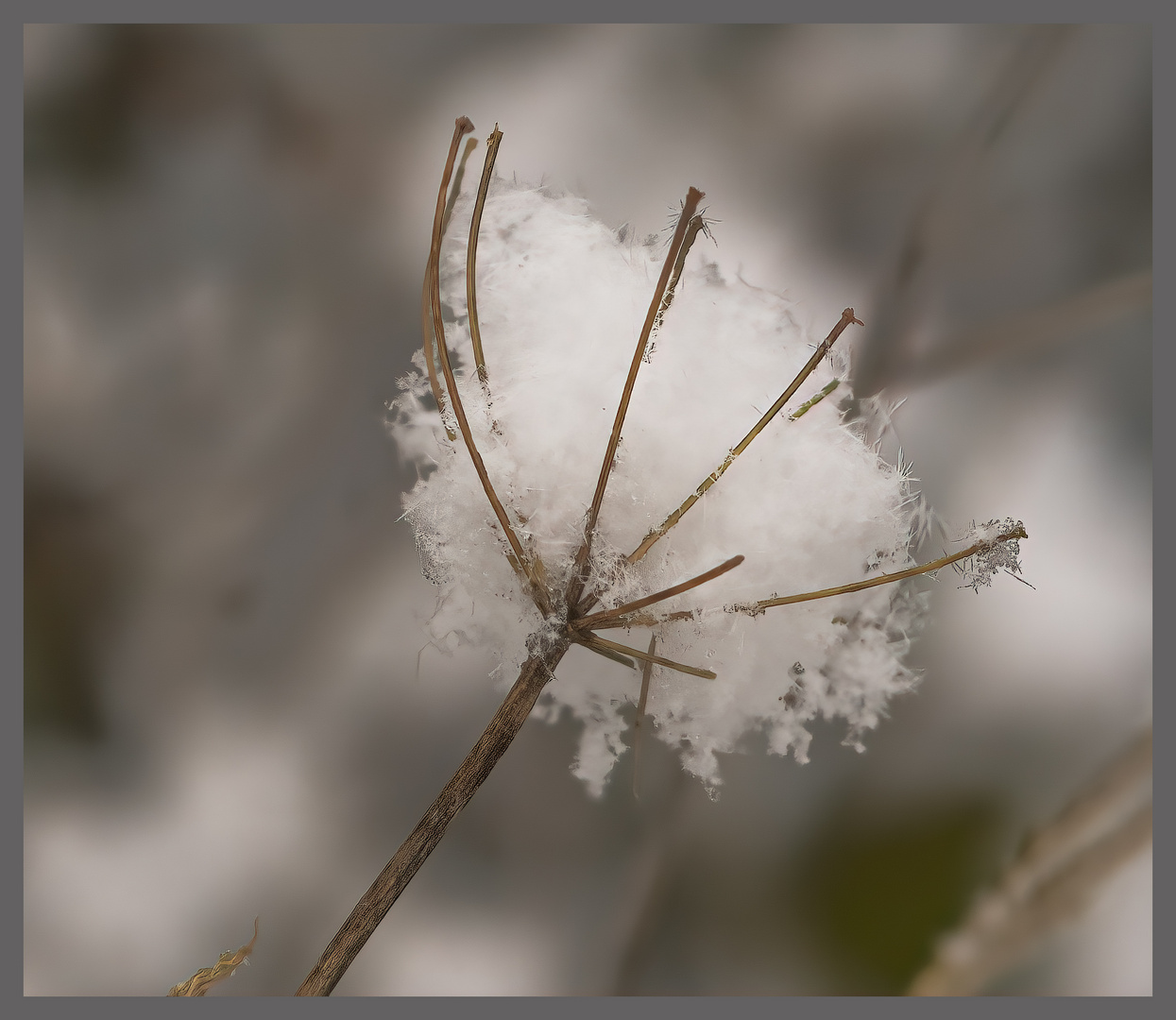 Schneeblüte