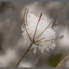 Schneeblüte