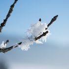 Schneeblüte