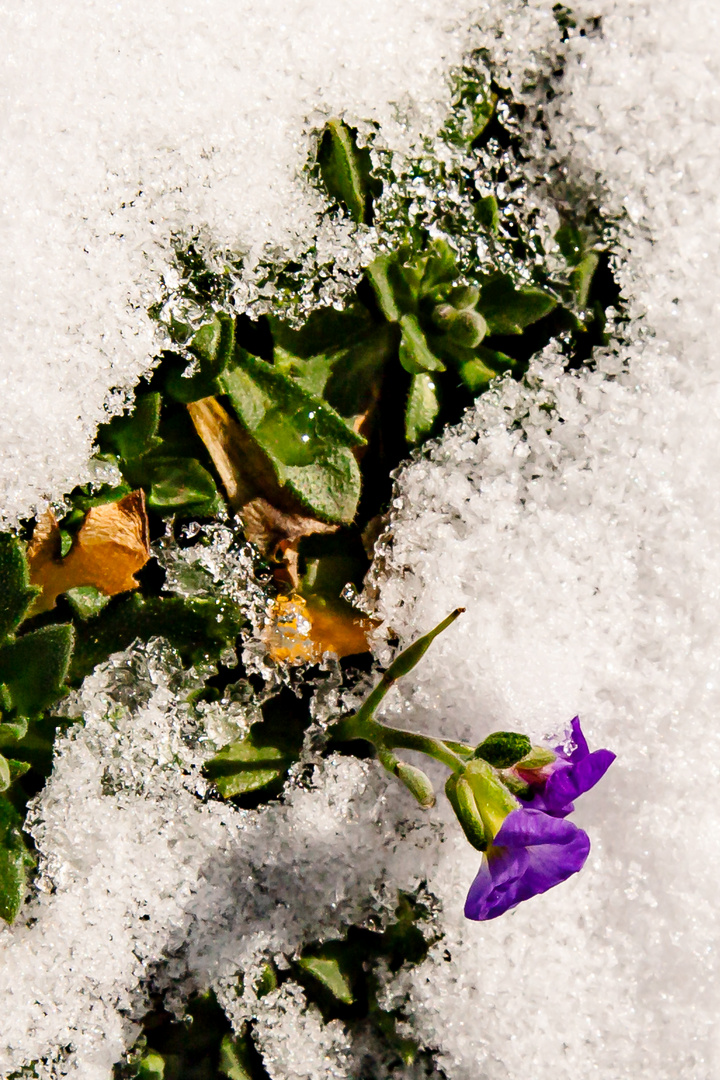 Schneeblüte 