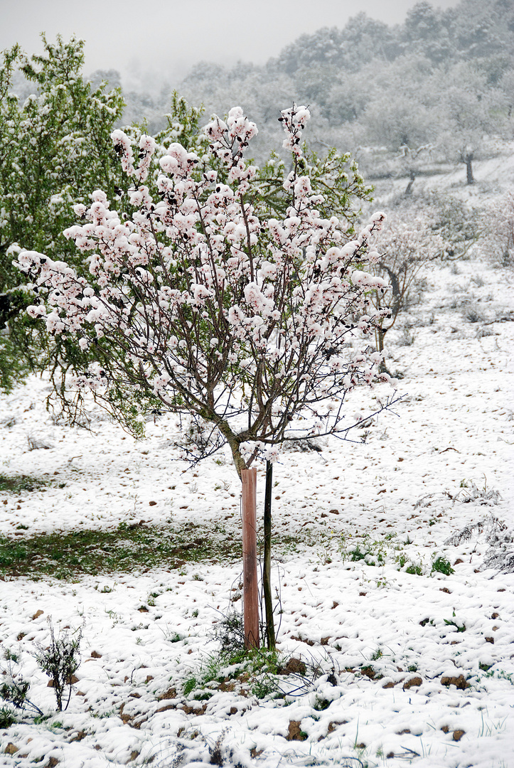 Schneeblüte..