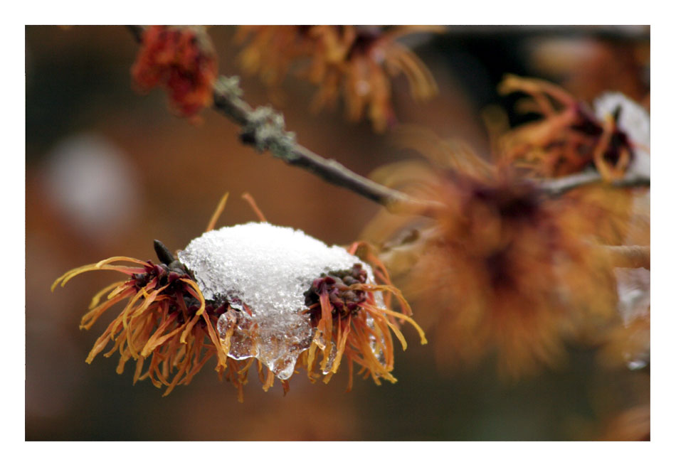 Schneeblüte