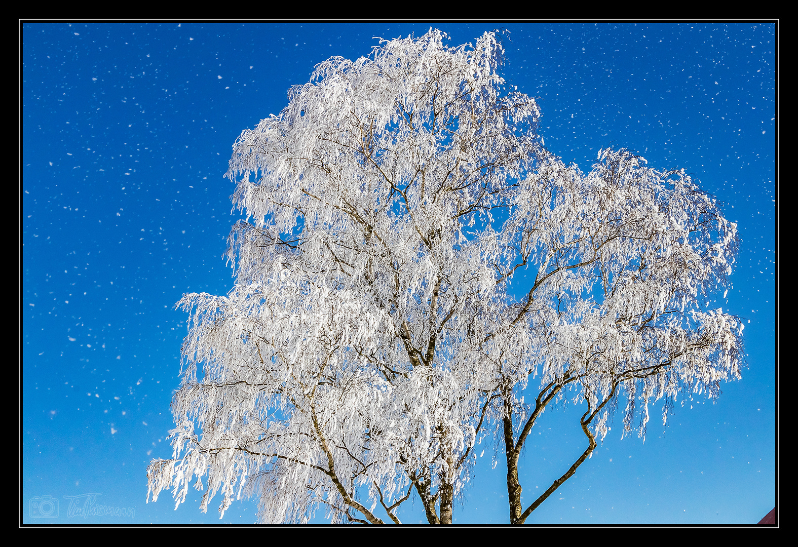 Schneeblüte