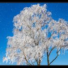 Schneeblüte