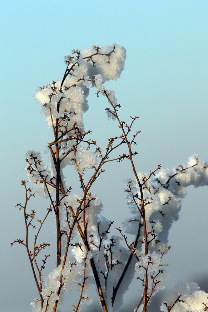 "Schneeblüten"