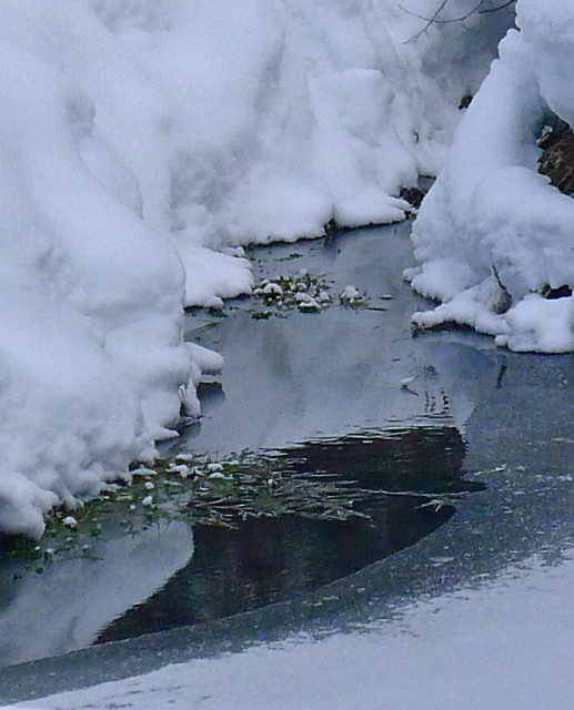 Schneeblüten