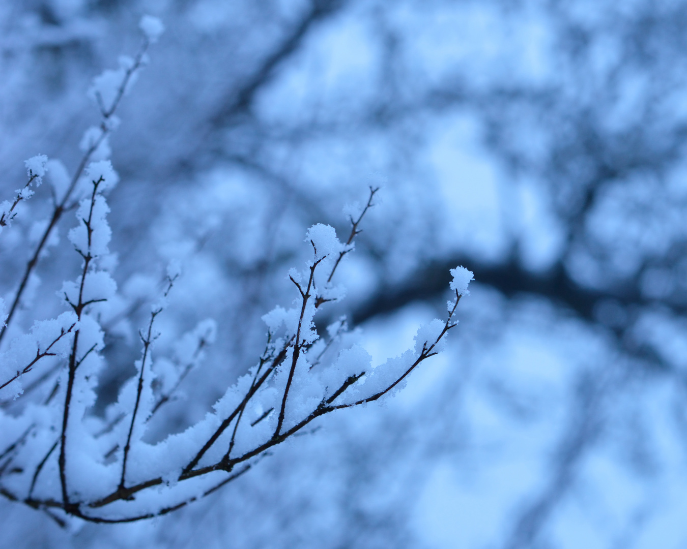 Schneeblüten