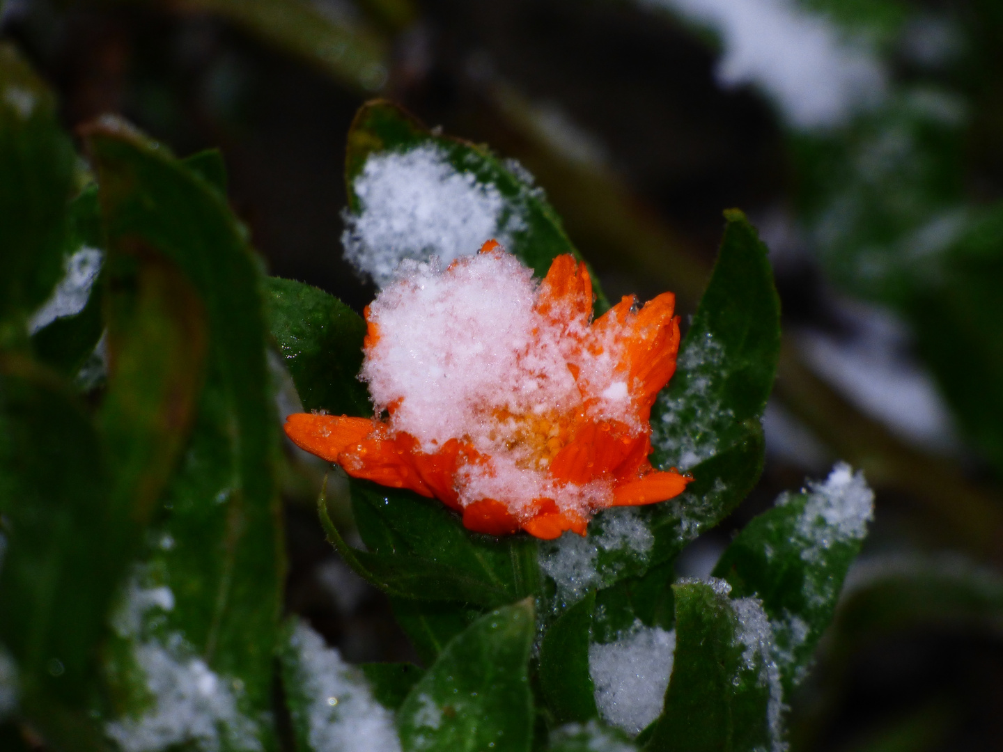 Schneeblüten