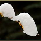 "Schnee"Blüten der Zaubernuss am 11. März!!