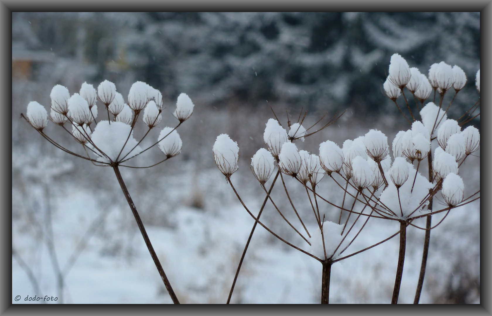 Schneeblüten