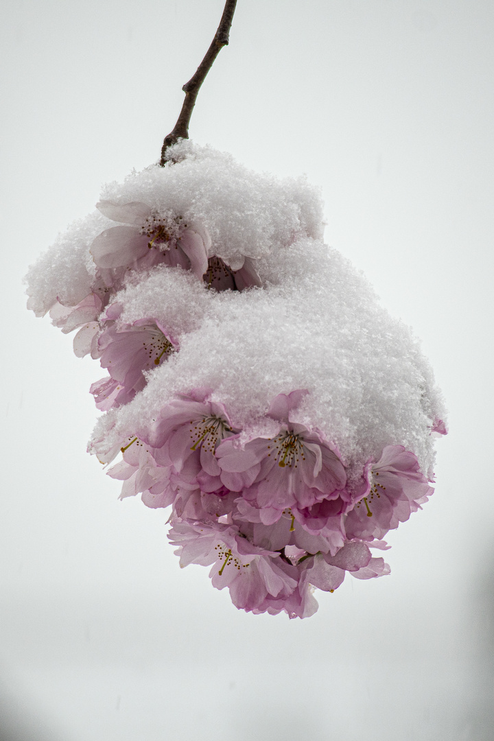 Schneeblüten I