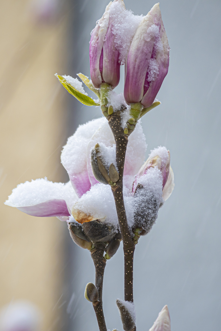 Schneeblüten II