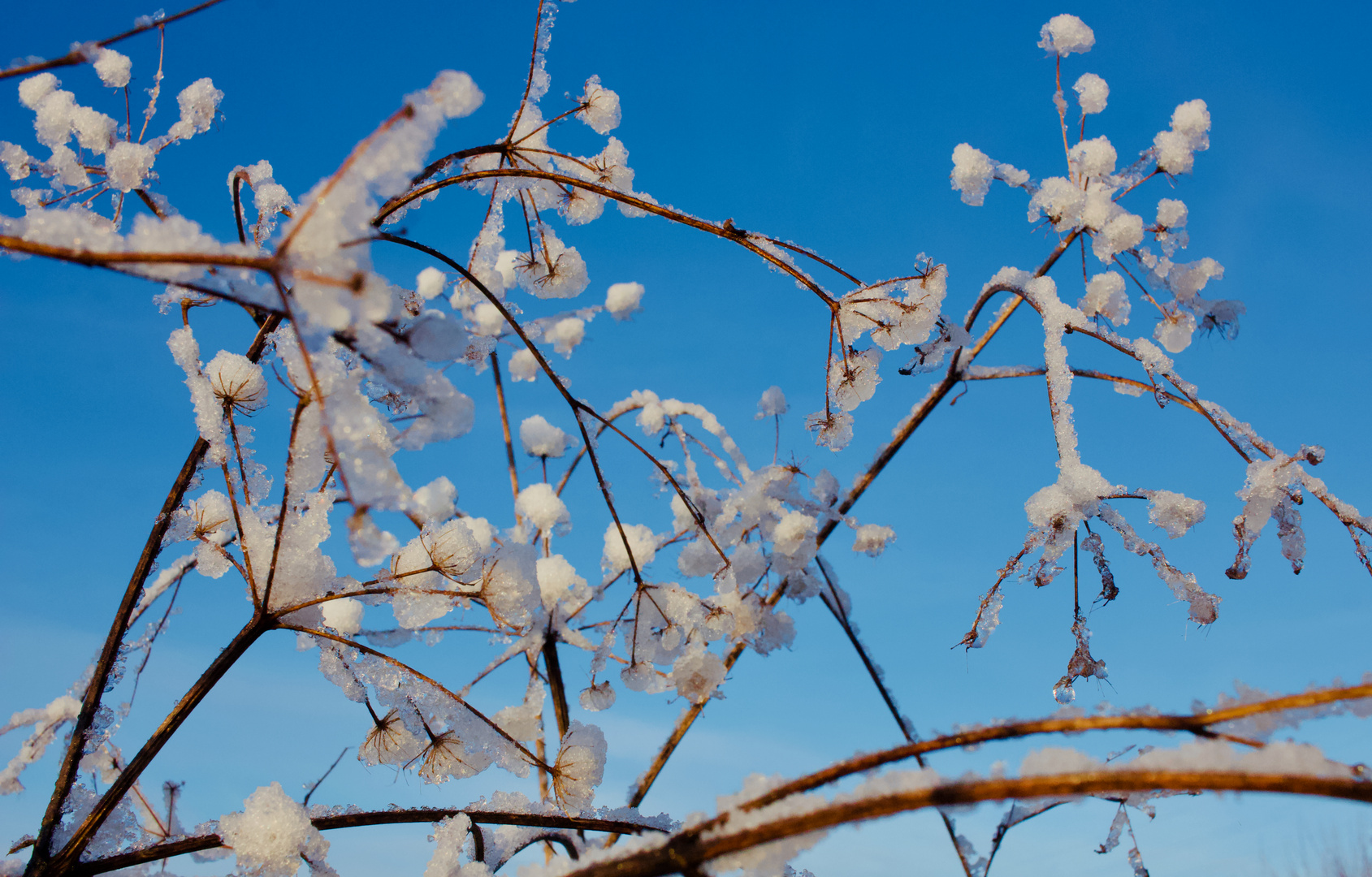 Schneeblume