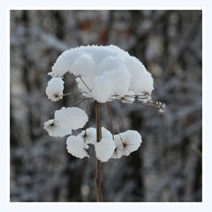 "Schneeblume"