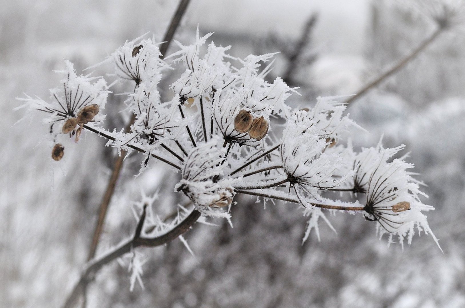 Schneeblume