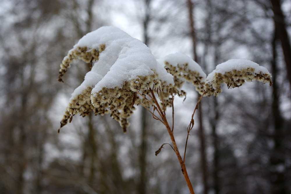 Schneeblume... 2