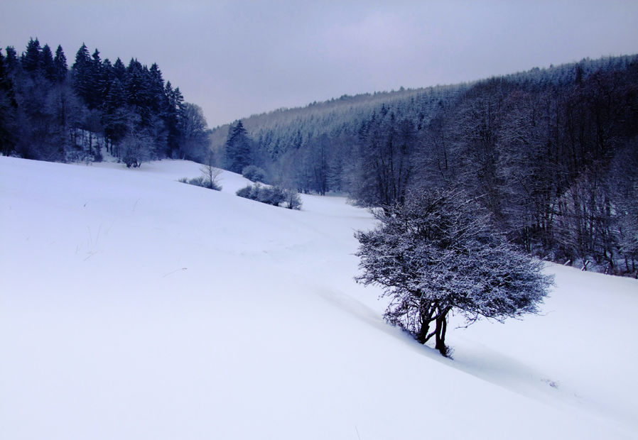 Schneeblume