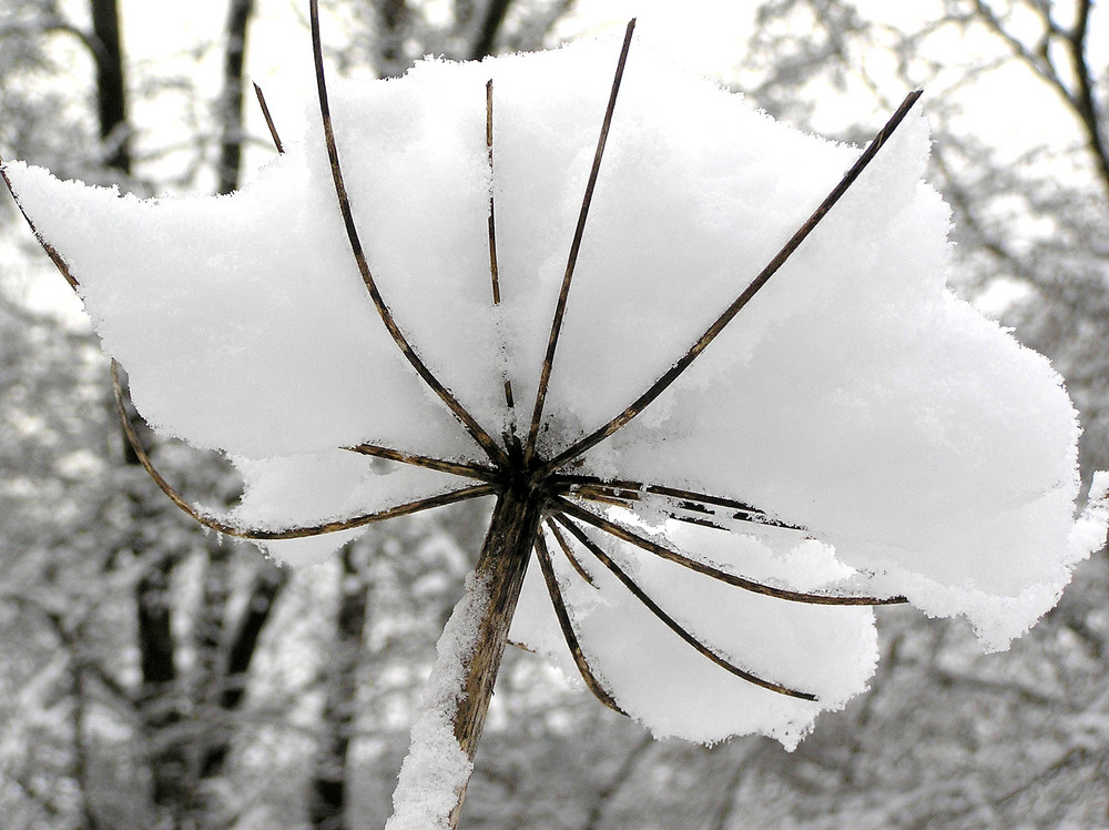 Schneeblume