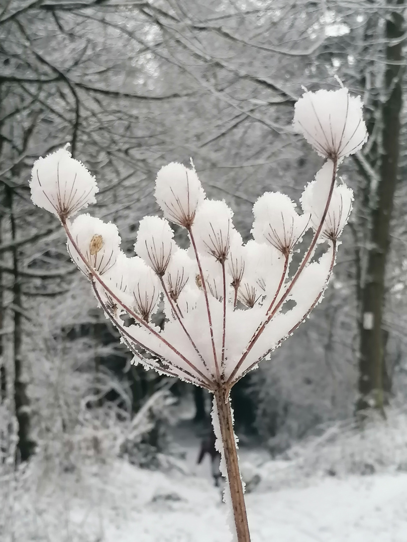 Schneeblume