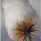 Schneeblume