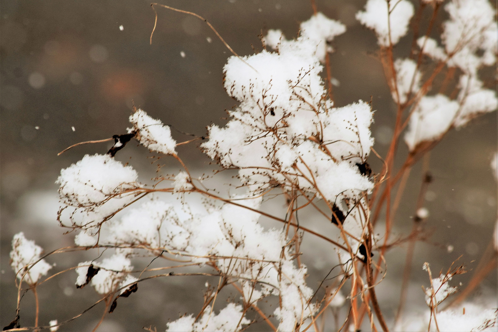 Schneeblume