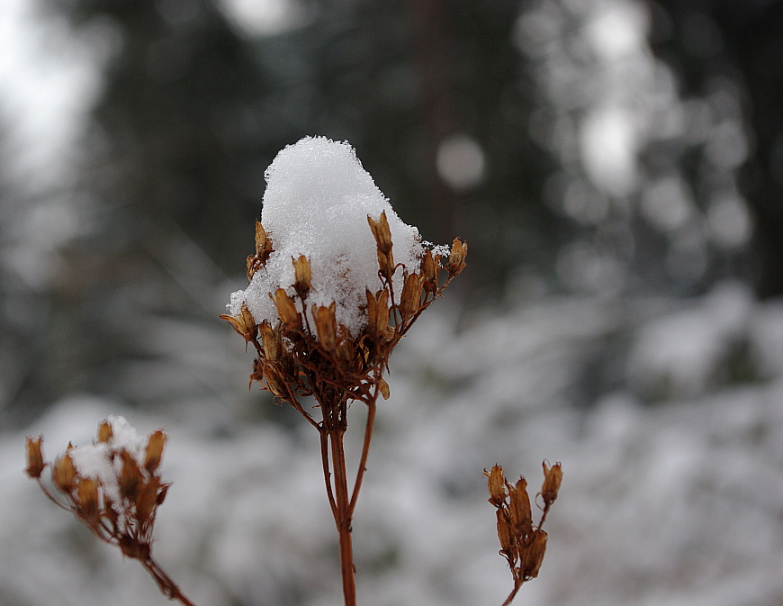 Schneeblume