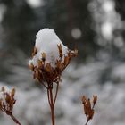 Schneeblume