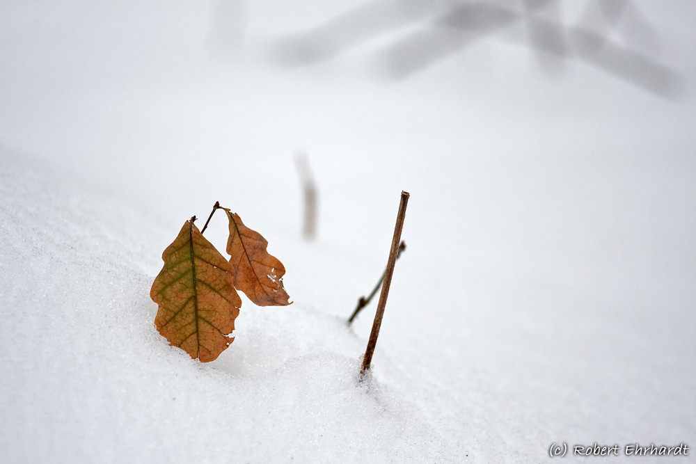 Schneeblume