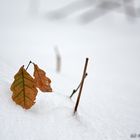 Schneeblume