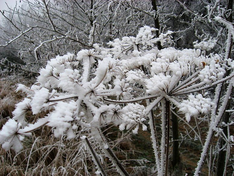 Schneeblume