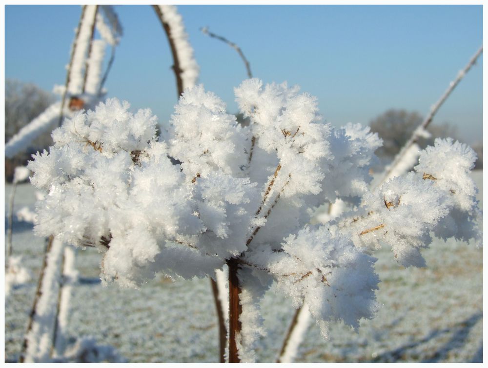 Schneeblume