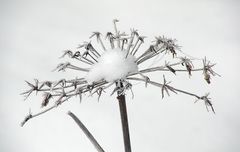 Schneeblume