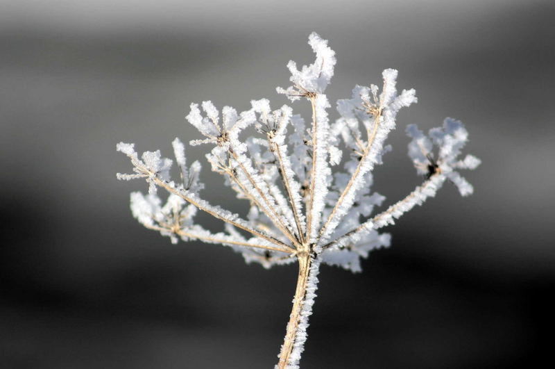 Schneeblume