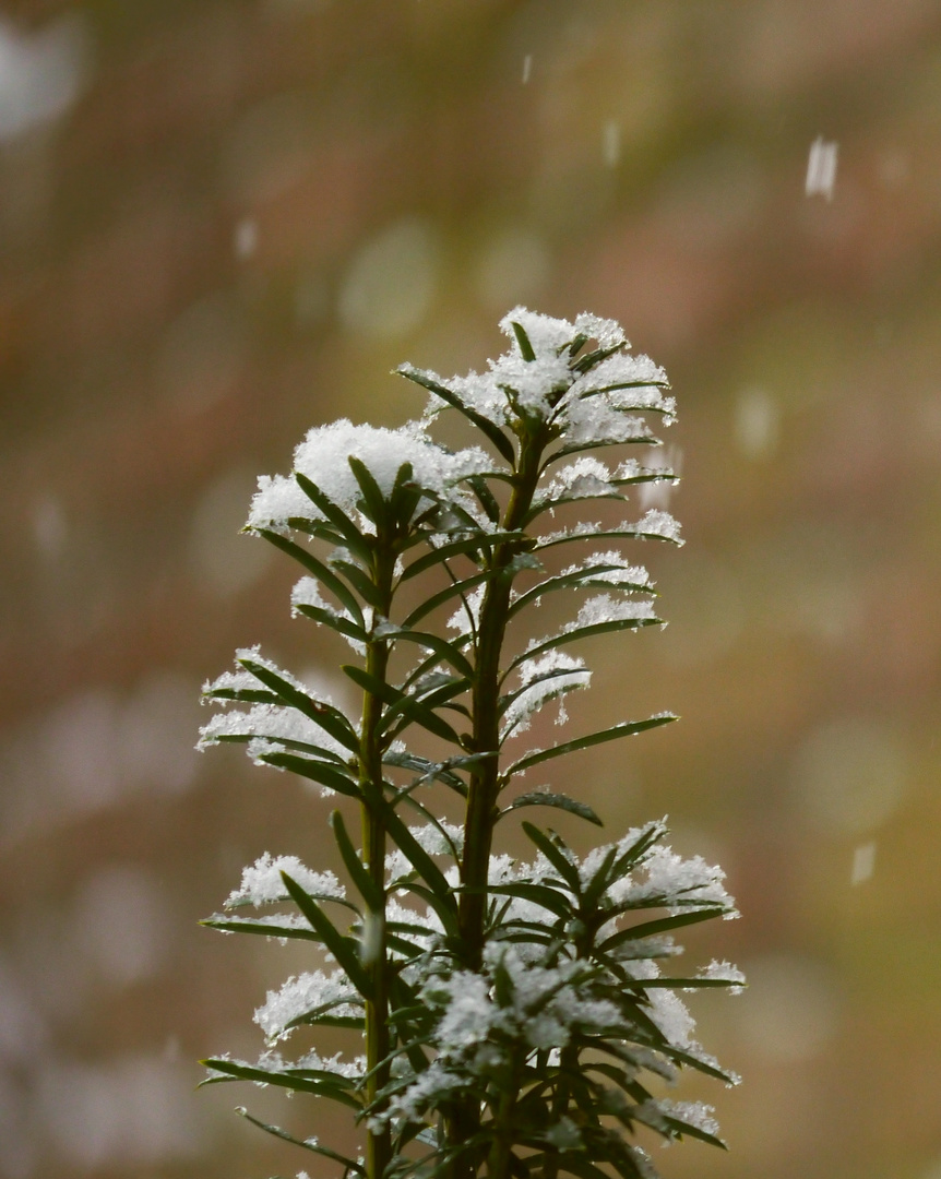 schneeblume