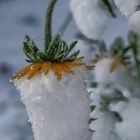 "Schneeblume"