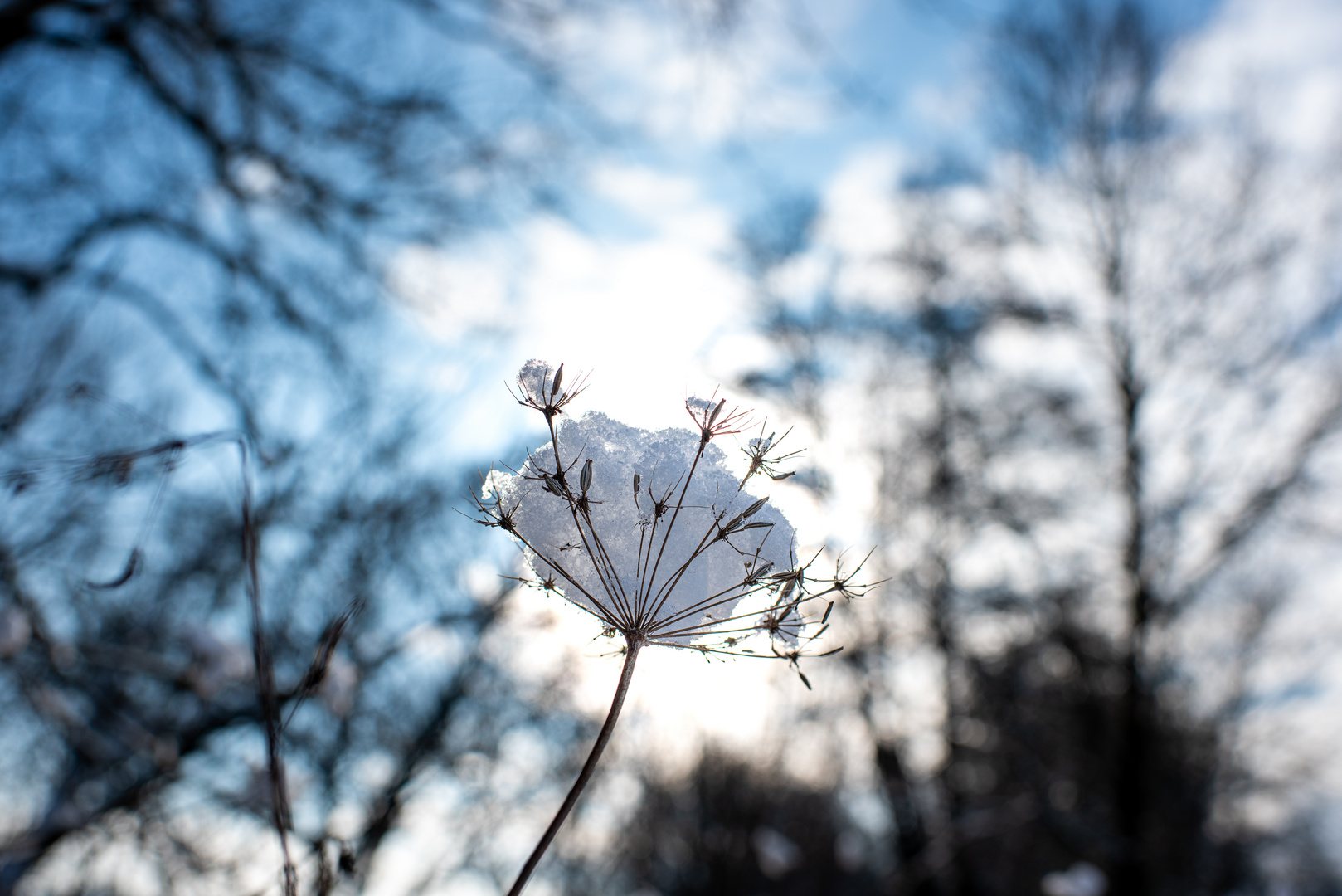 - SCHNEEBLUME - 