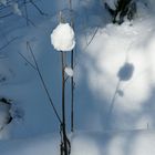 Schneeblume