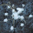 Schneeblume blüh!