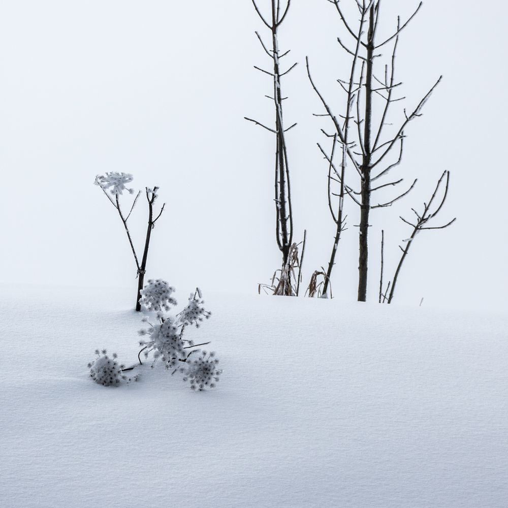 Schneeblume