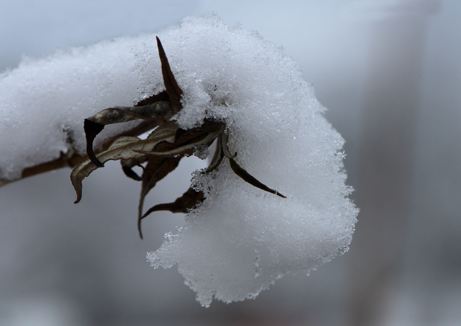 Schneeblume