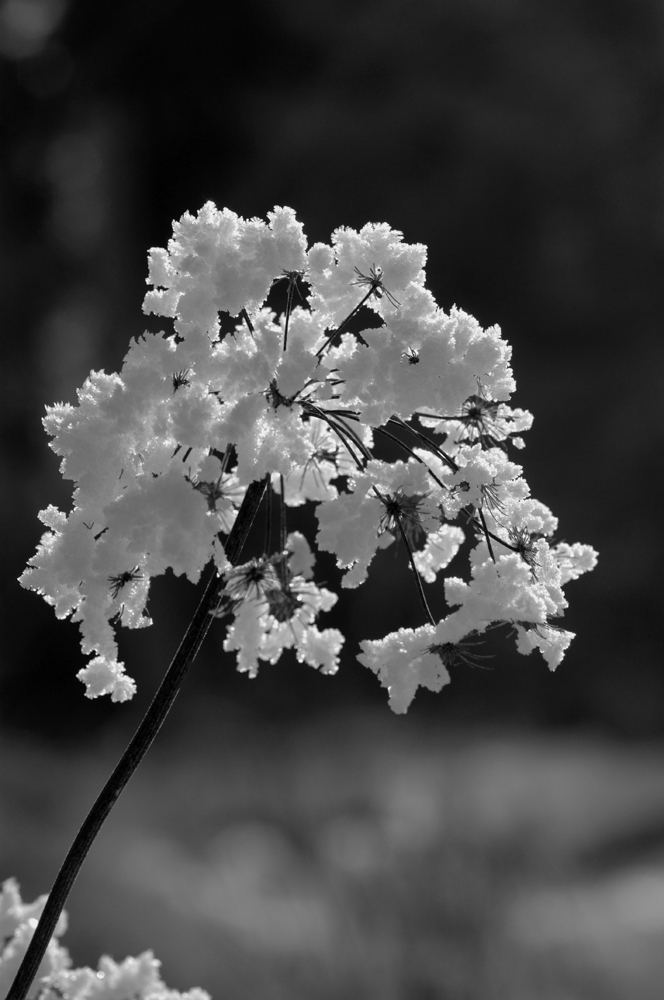 Schneeblume