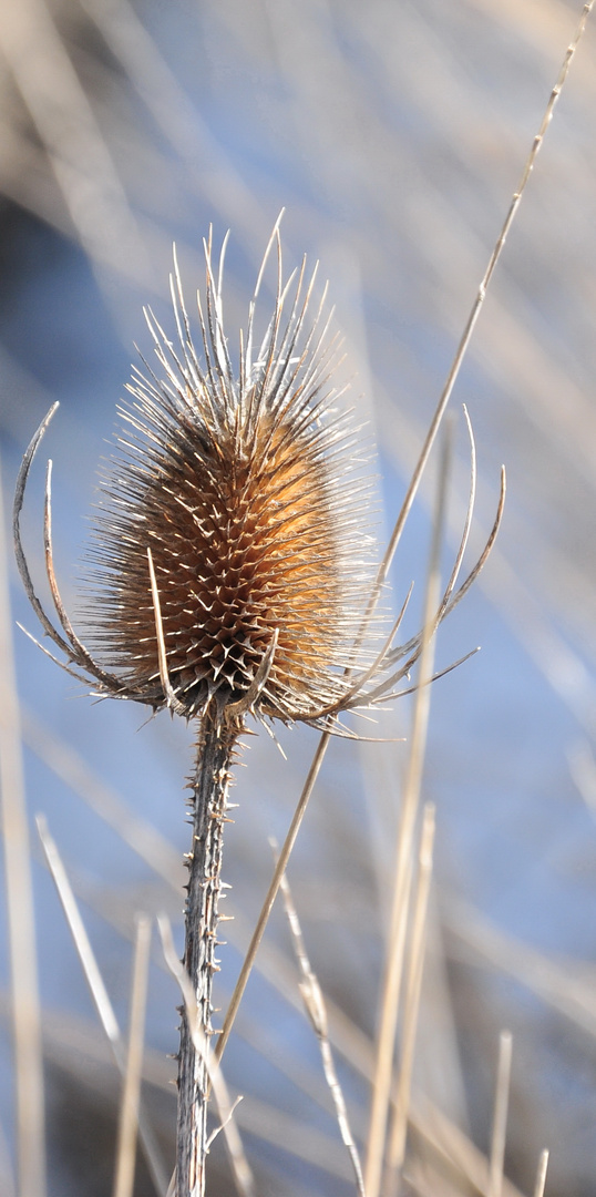 schneeblume