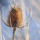 schneeblume